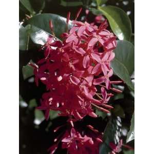  Close Up of Flowers of Scarlet Jungleflame Plant (Ixora 