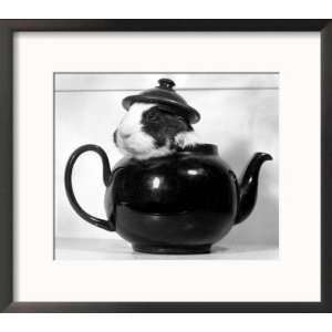  Pinkie the Guinea Pig Sitting in a Tea Pot Animals Framed 