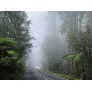  Road and Fog, Dandenong Ranges, Victoria, Australia 