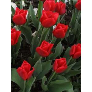 12 Red Triumph Oscar Tulip Flower Bulbs  Grocery 