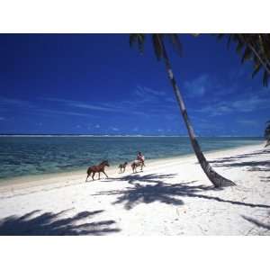  Horses on Beach, Tambua Sands Resort, Coral Coast, Fiji 