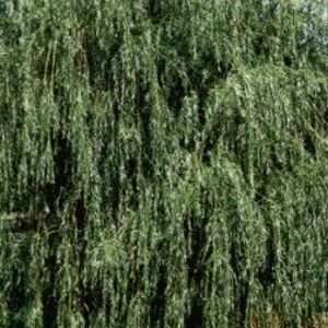  WILLOW GOLDEN WEEPING / 5 gallon Potted Patio, Lawn 