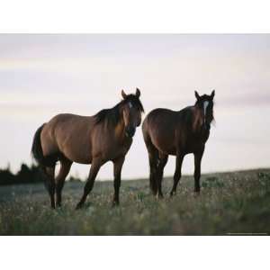  Two Wild Horses Walk Across a Meadow in the Bighorn Canyon 