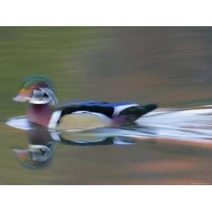  Abstract of Wood Duck Drake Swimming, Chagrin Reservation 